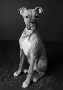 Fundraising Page: Roxie Wing